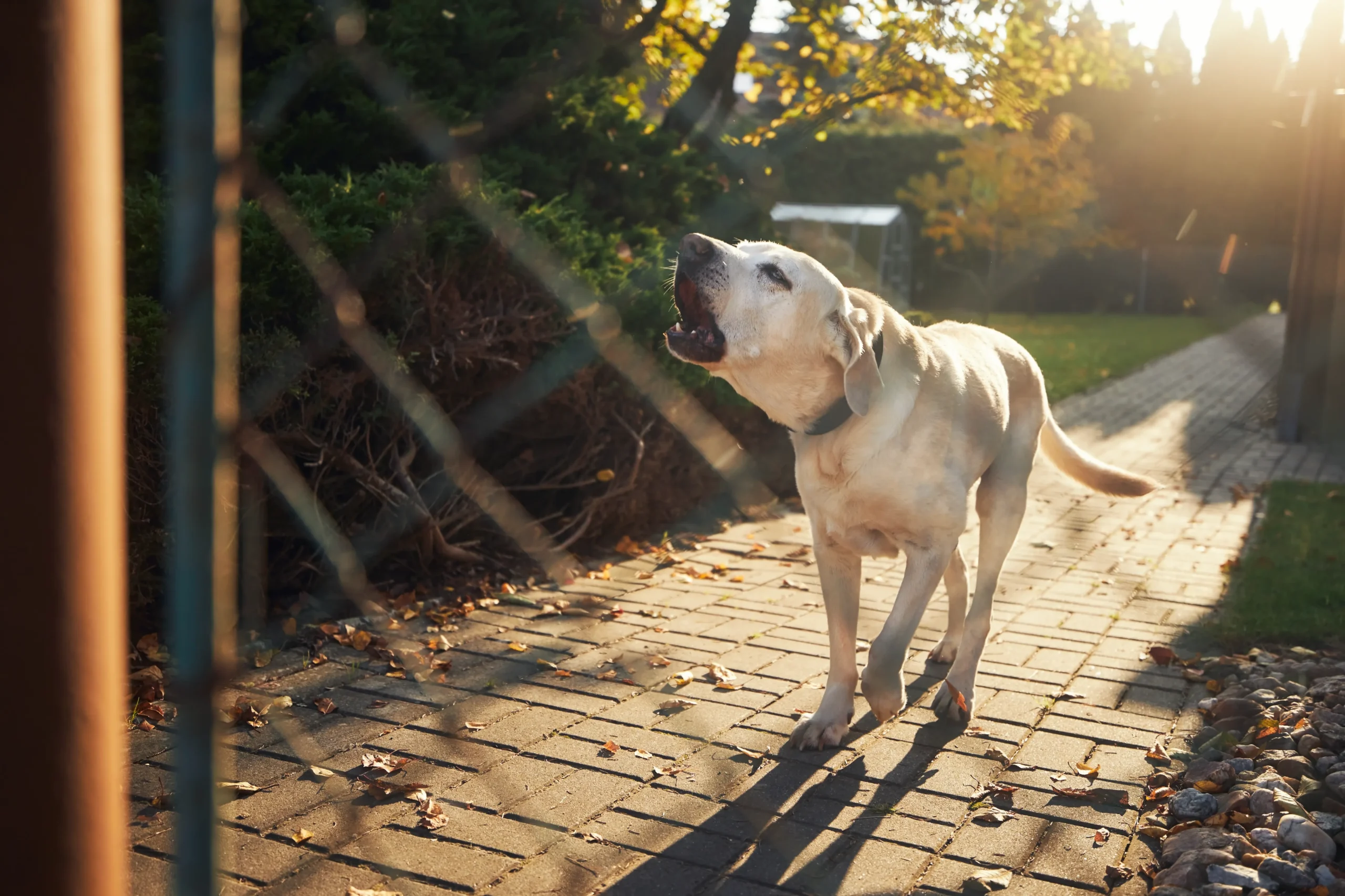 Who Is Liable for a Dog Bite Injury?
